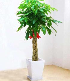 五編發財樹