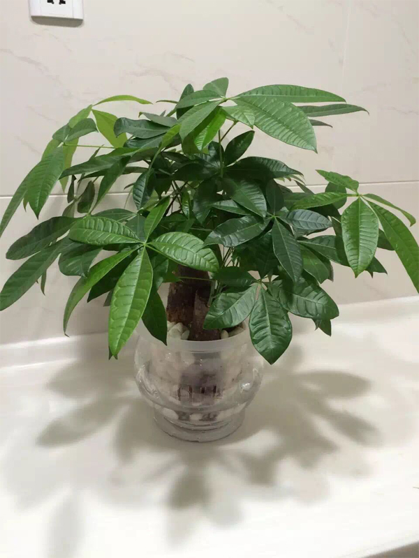 水瓶發財樹