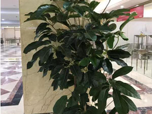 海淀區某商場大型植物租賃案例