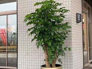 室內某廠區大型榕樹租賃案例