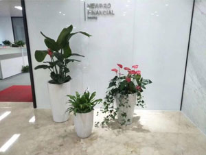北京海淀區某辦公區紅掌植物租擺案例
