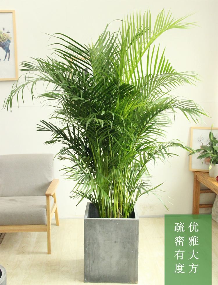 朝陽區某酒店大廳綠植租賃案例