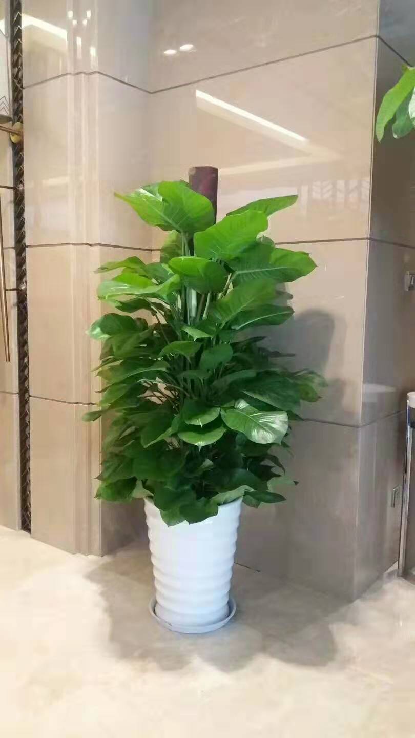 綠蘿為什么葉子發黃
