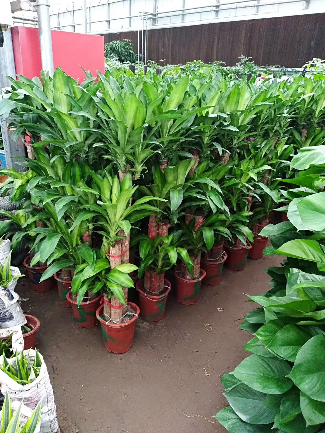 望京花卉租擺 綠植租賃  植物養護公司