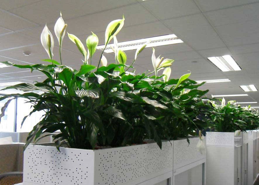 綠植花卉的繁殖方法都有哪些？