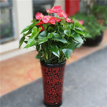 北京花卉盆栽租賃的植物花卉花期長又易養的幾種室內花卉