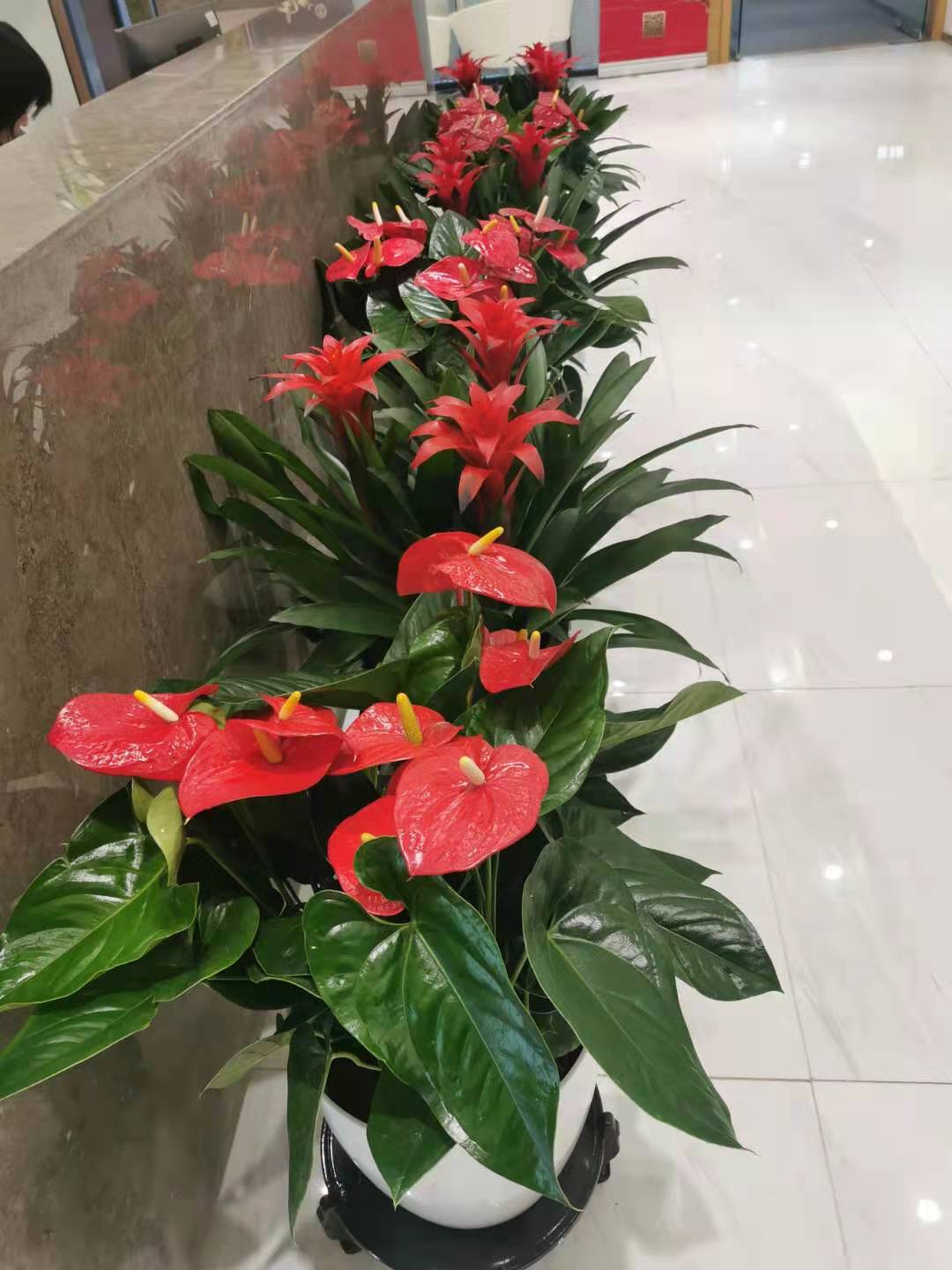 北京海淀區辦公室花卉租擺公司