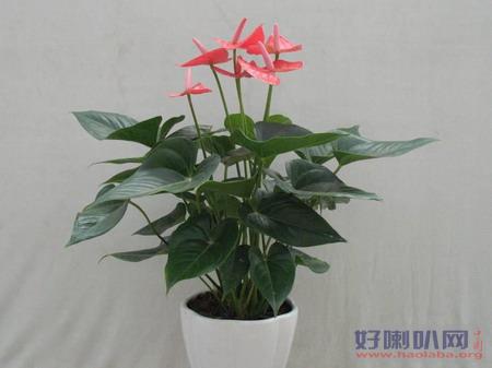 北京花卉租賃公司-長壽花好養嗎