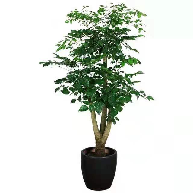 冬季適合水插以下花卉，只要做到以下幾點，生長迅速很好 北京花卉租擺公司