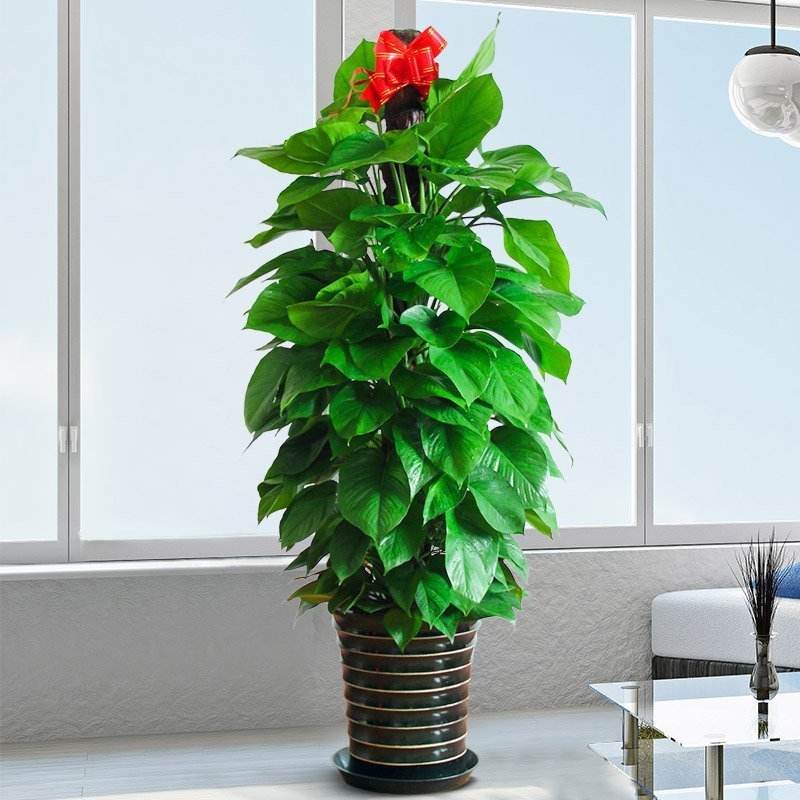 北京綠蘿植物租擺養護