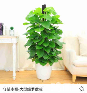 什么是綠植租擺養護