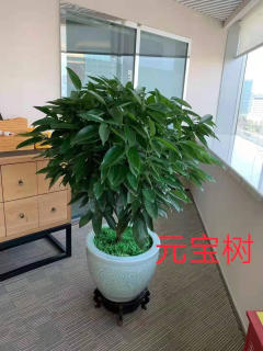 冬季養花，學會這6點，什么花都能養好!