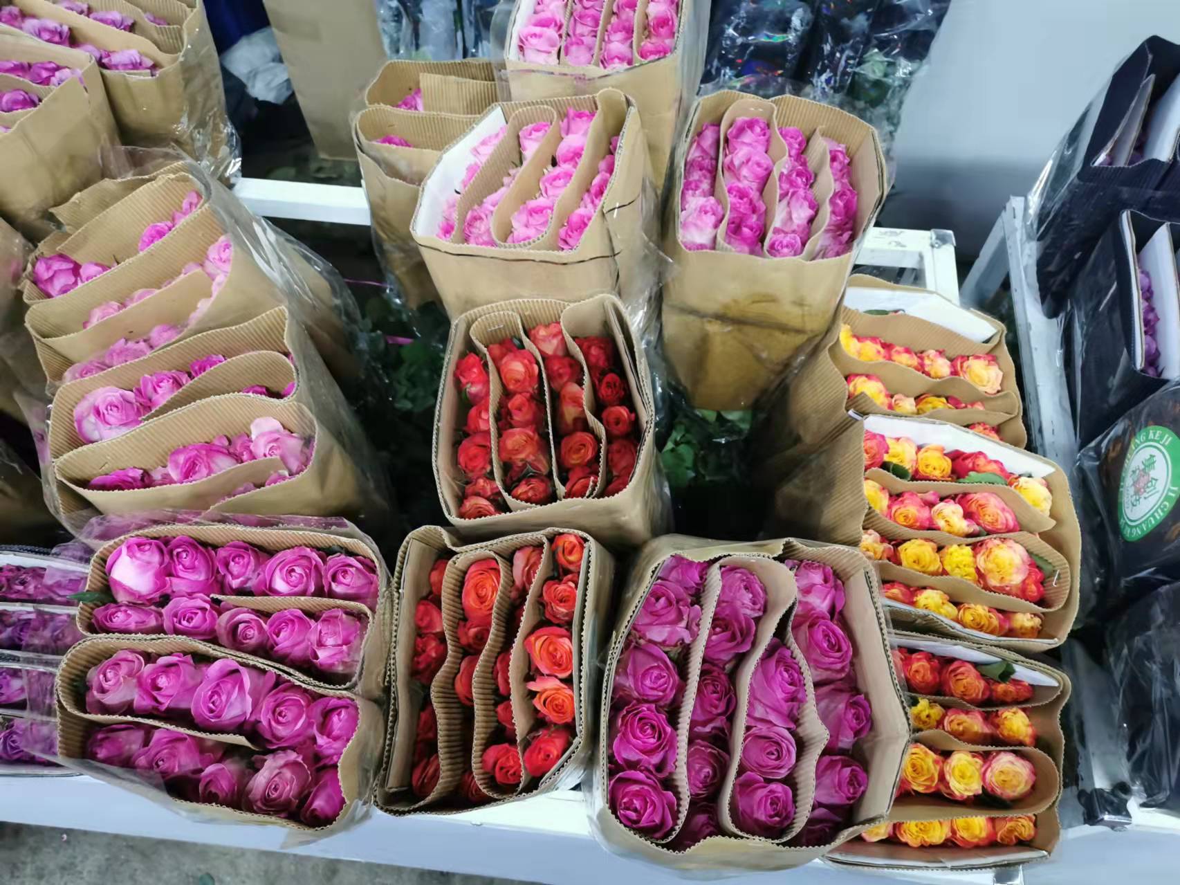 花卉月季好養護嗎？