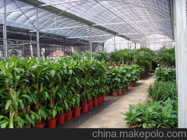 北京花卉租擺公司環境的重要性有哪些？