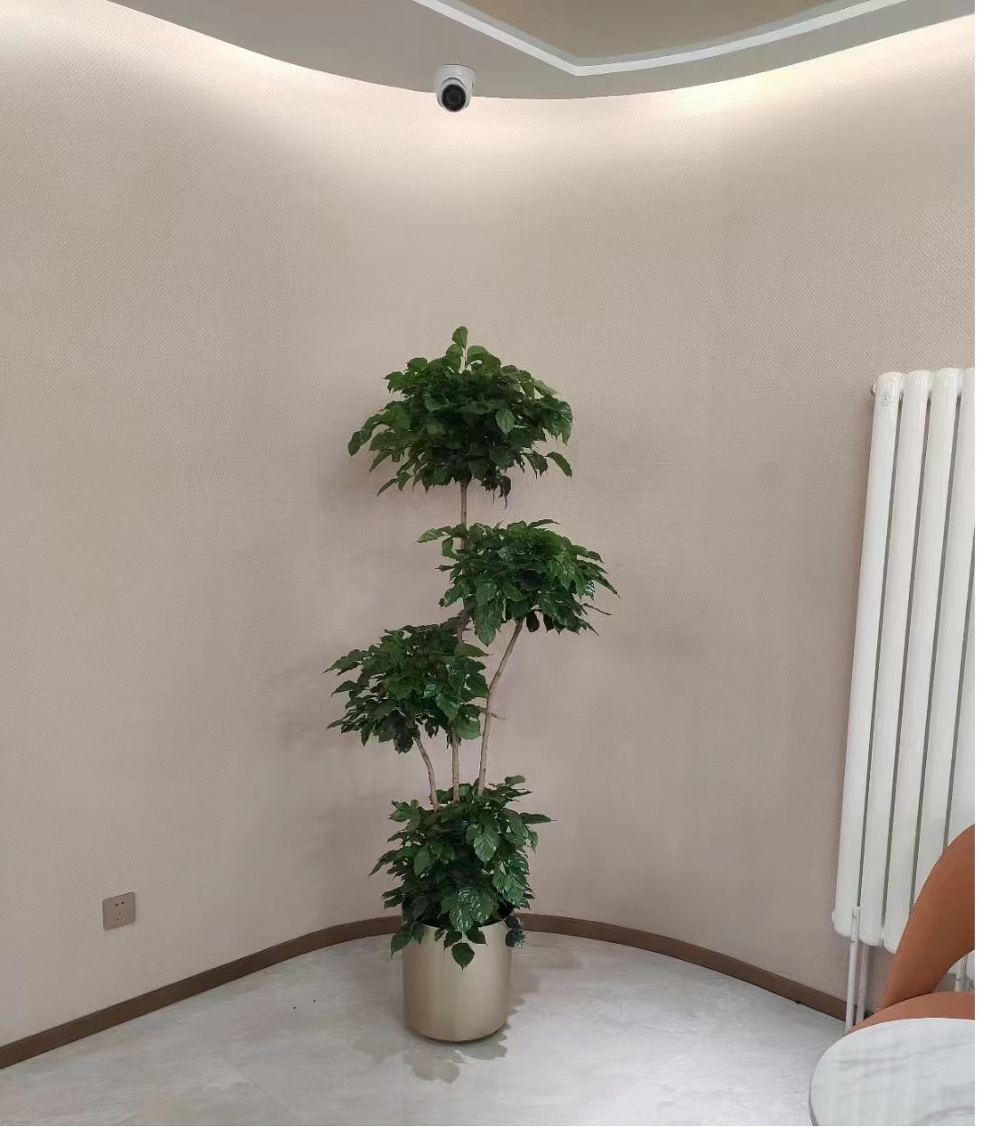 北京朝陽區花卉租擺公司北京花卉租擺公司朝陽區綠植租賃公司