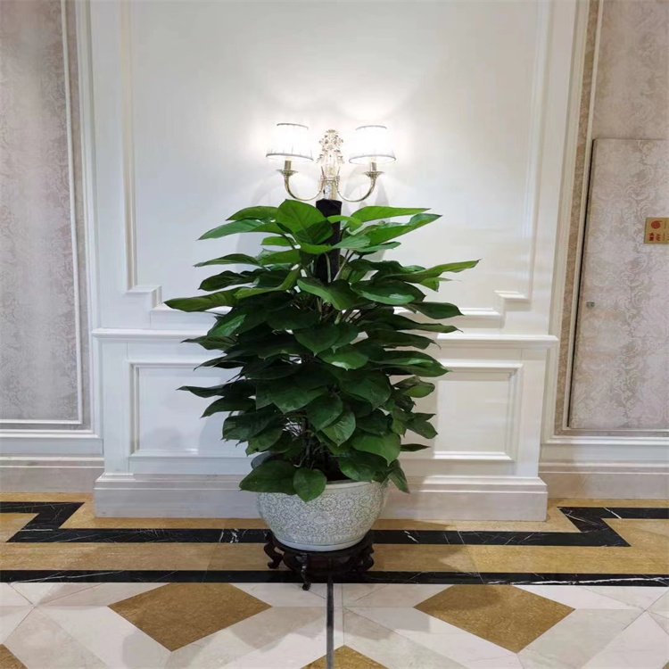 北京海淀區花卉租擺公司海淀區花卉公司海淀區綠植租擺公司