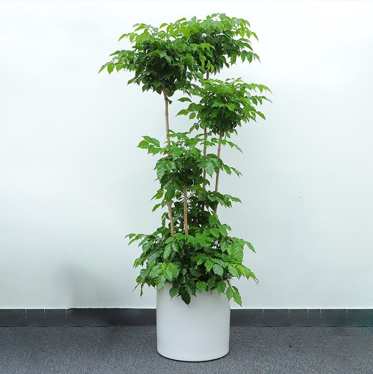 辦公室綠植租擺大興區綠植租擺公司北京亦莊花卉公司