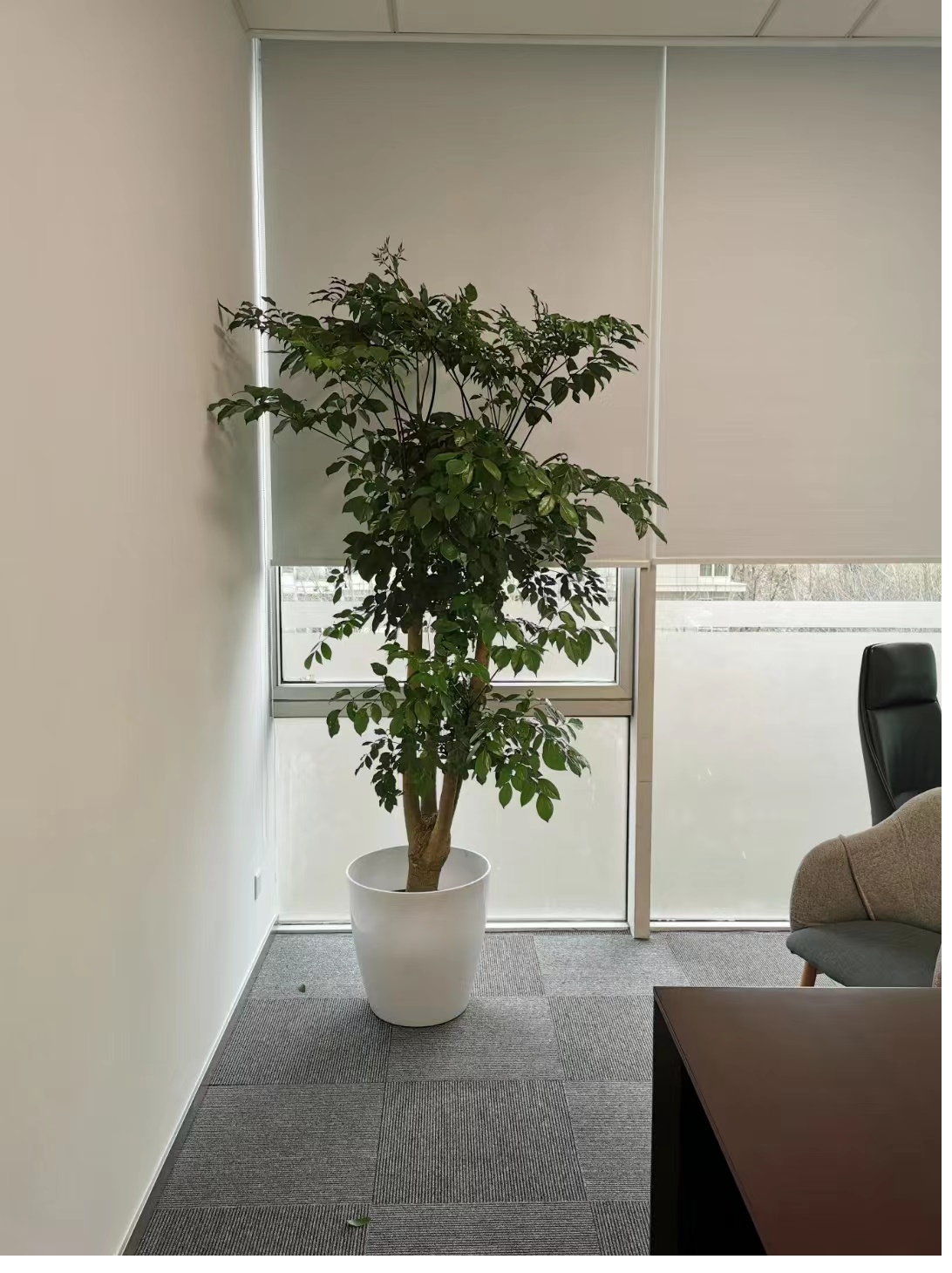 朝陽區花卉租擺公司