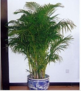 北京花卉租擺公司讓養護更加容易