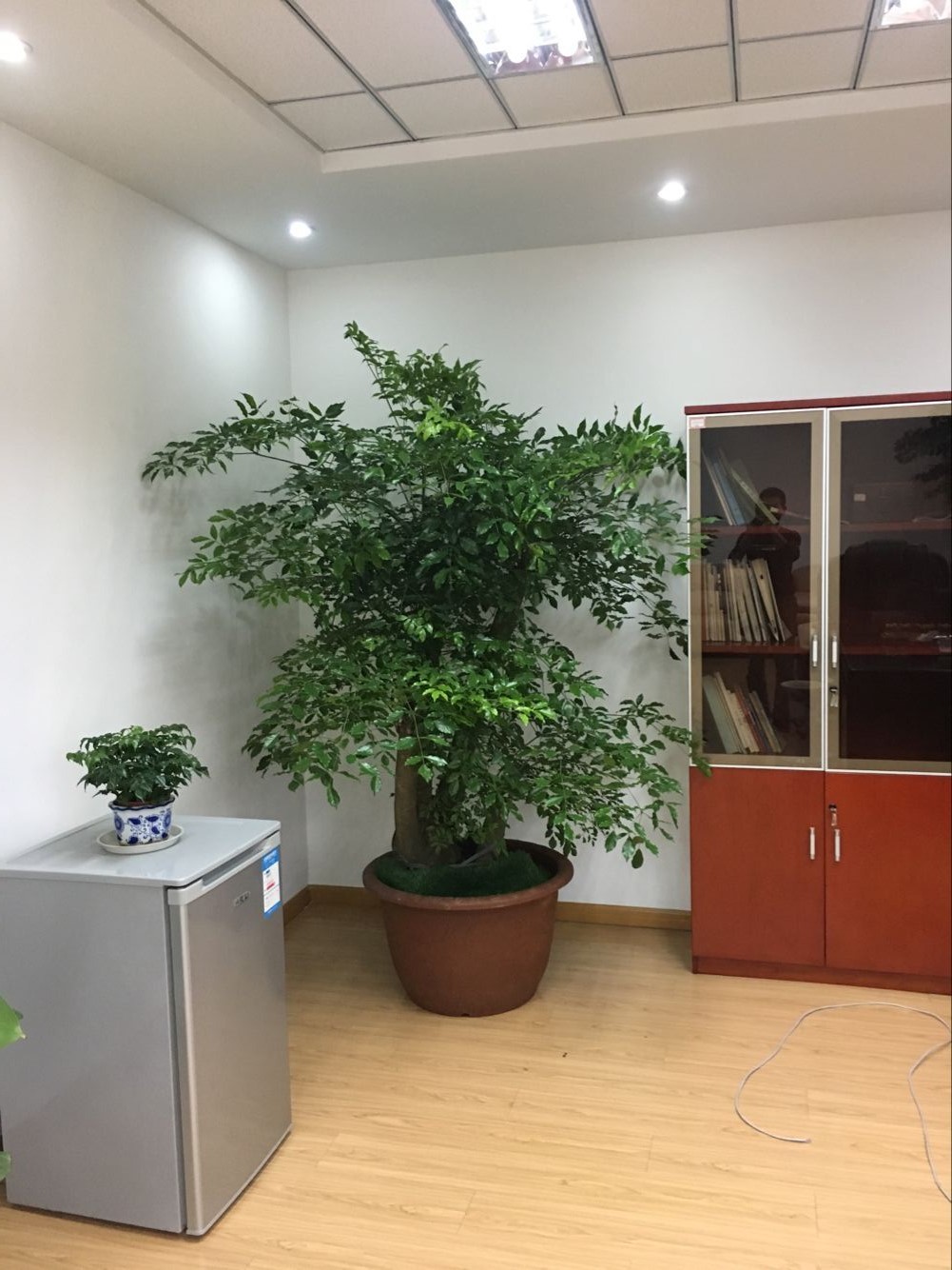 室內綠植租賃多少錢？好處和擺放建議有哪些？