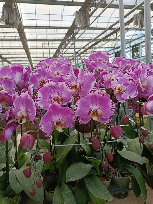 北京大興區寫字樓綠植花卉租賃公司