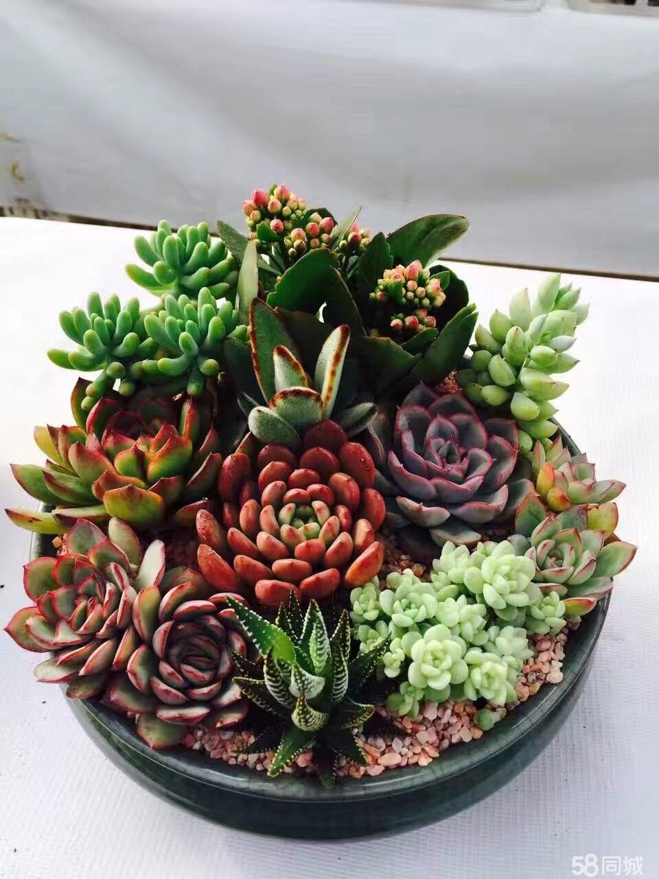 多肉植物松塔一樣的瓦松要怎么養護？有哪些養護方法