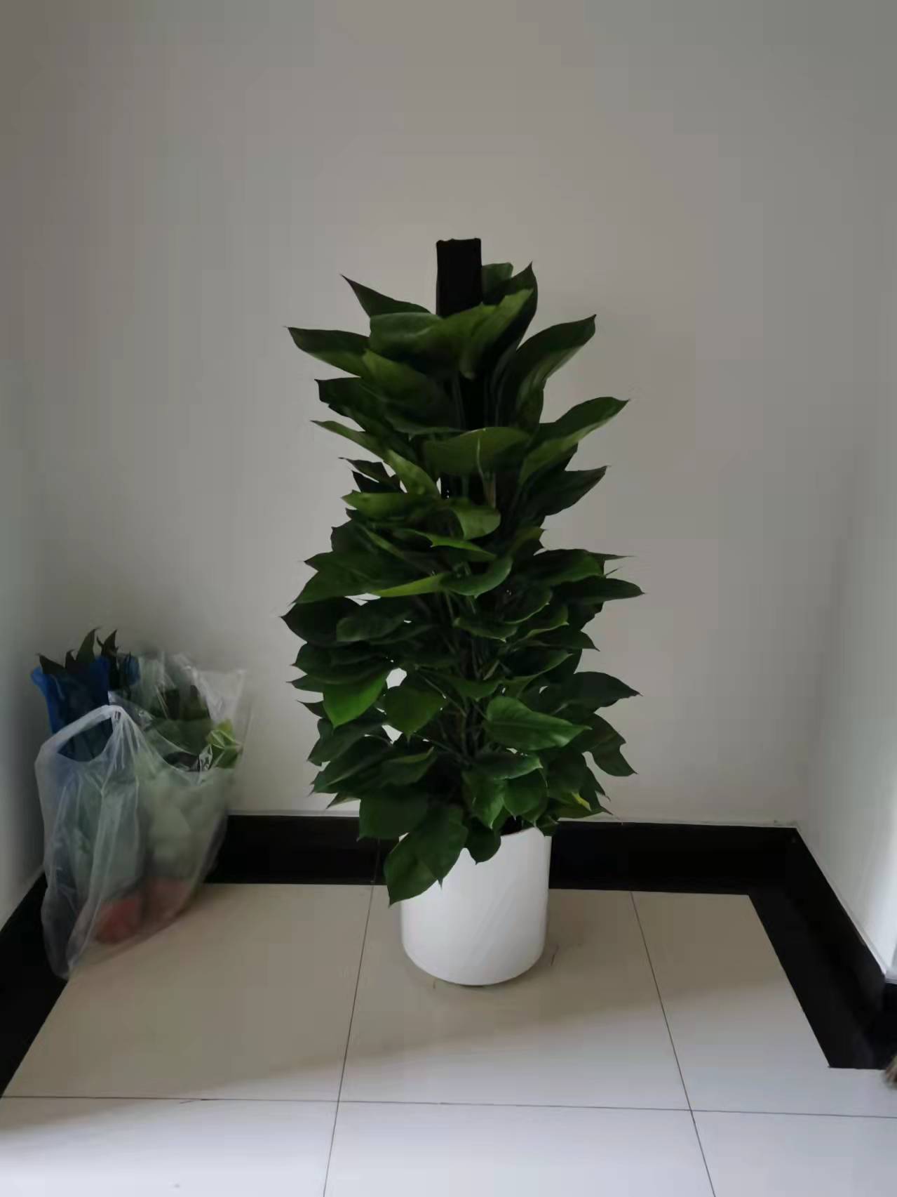 北京綠植養護-金鉆花有毒嗎？它有什么作用與功效？