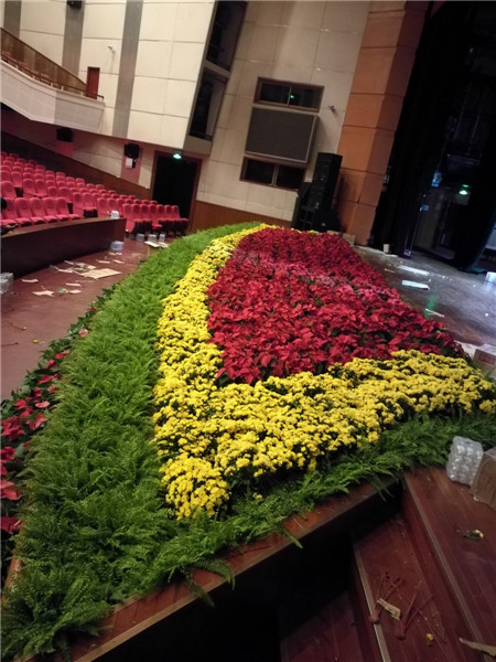 北京花卉植物菊花的種植簡單，記住這4點，開花更大