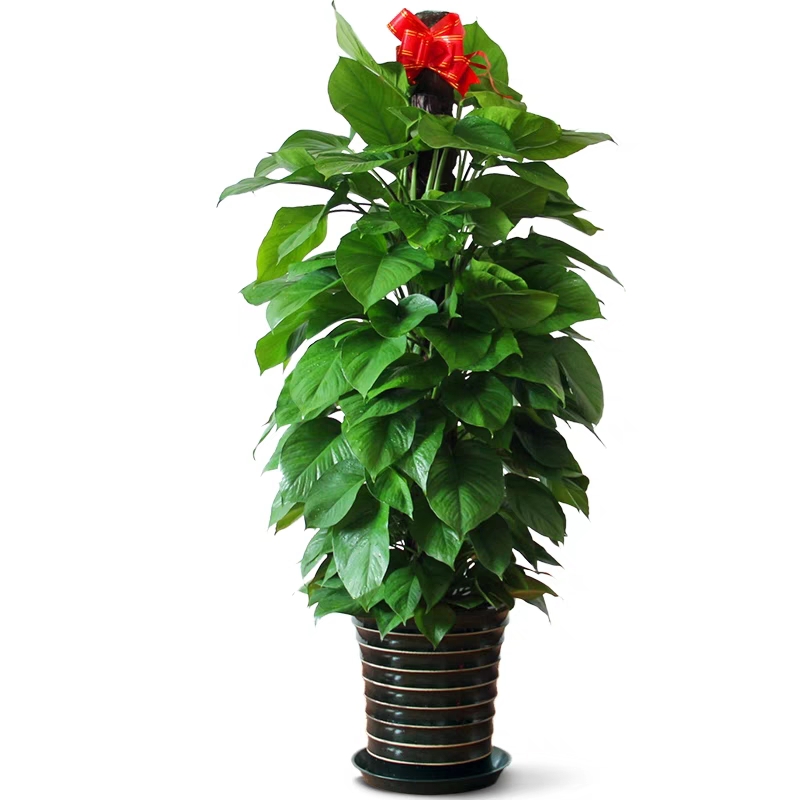 北京綠植租擺養護如何判斷植株是否缺肥