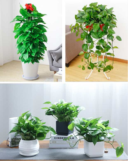 北京寫字樓綠植養護公司