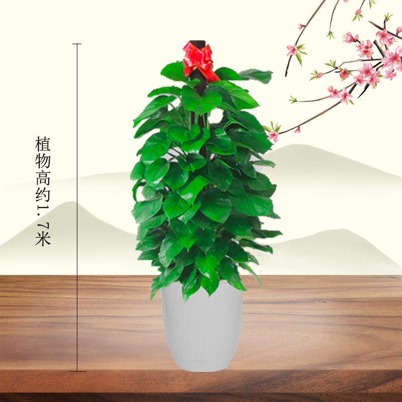 北京花卉公司夏天這樣養護植物