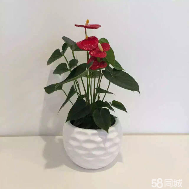 長(zhǎng)壽花生蟲(chóng)不要急，學(xué)會(huì)這4點(diǎn)，輕松解決