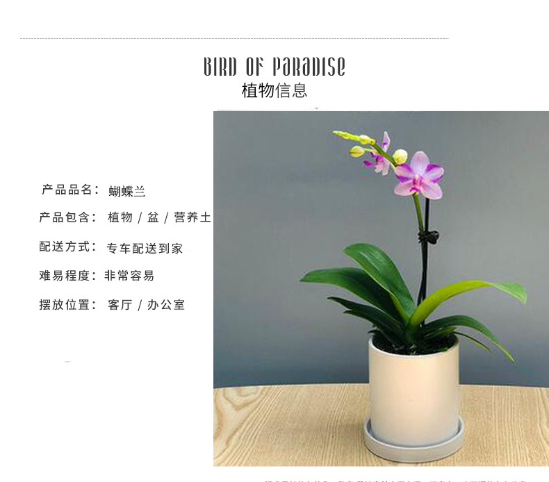 海淀區辦公室綠植租擺公司