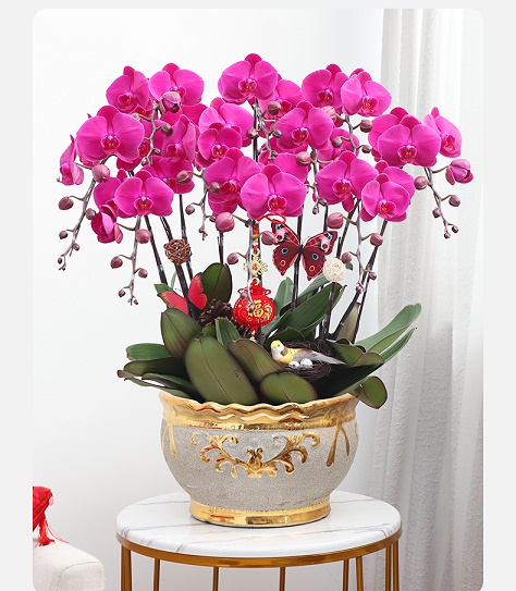 北京西城區花卉租賃公司