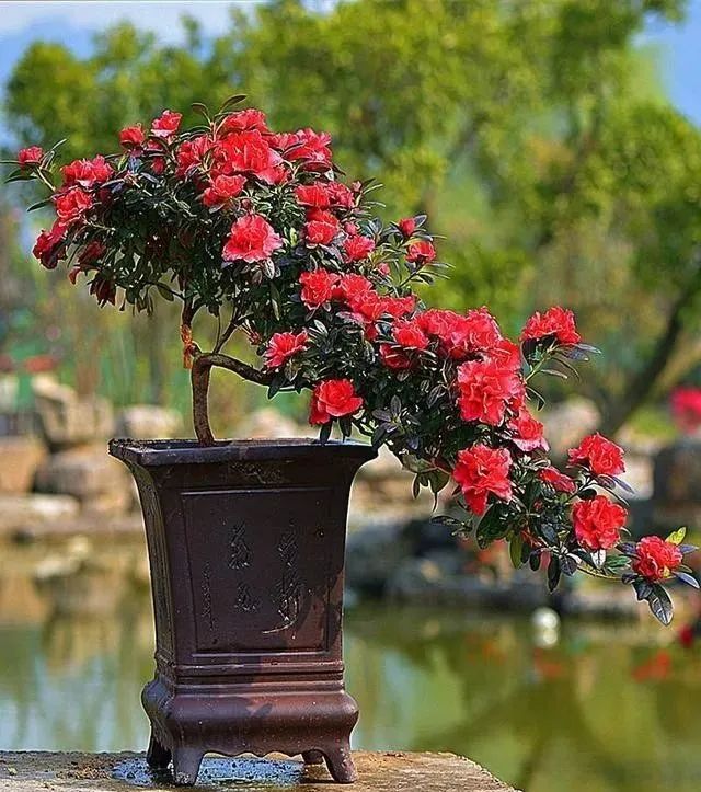 北京花卉綠植養護北京冬天茉莉花的養護方法