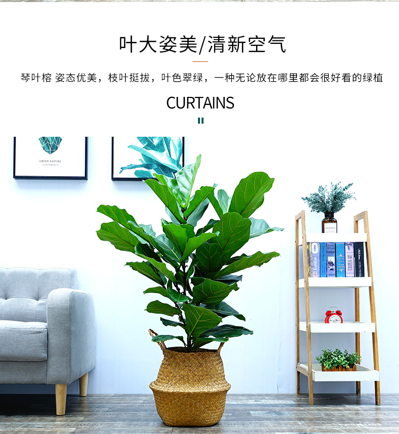 室內花卉綠植擺放的挑選
