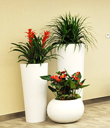 綠植花卉養護