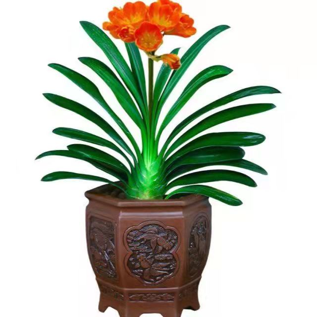 春天花卉開花植物，要做好哪些工作？