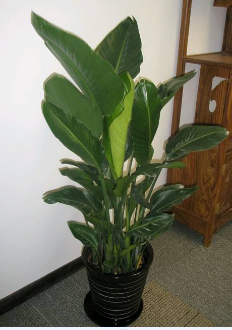 春天如何給綠植花卉澆水？