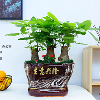 北京花卉綠植租擺公司大麗花的養護知識