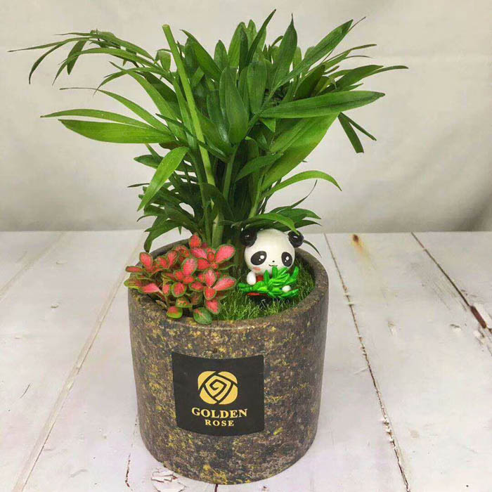 北京花卉租擺朝陽區綠植租擺望京花卉租擺望京植物租賃公司