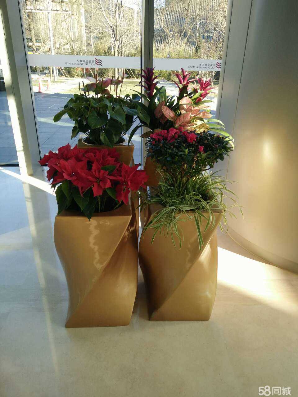 北京綠植租擺公司吊蘭的養護知識