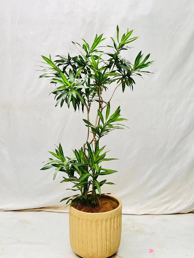 植物養(yǎng)護(hù)不會養(yǎng)怎么辦？植物專業(yè)知識不會怎么辦？