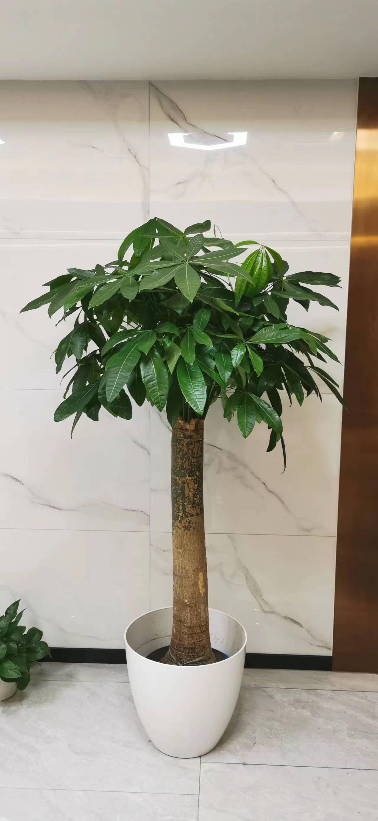 北京綠植租擺發財樹