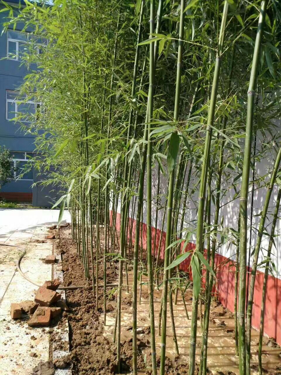 西城區花卉租擺東城區綠植租擺養護公司