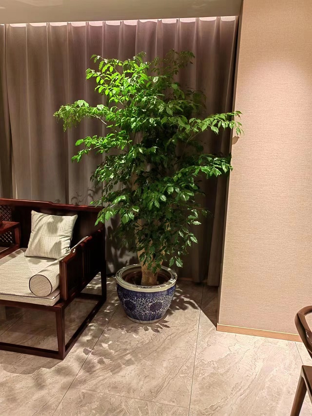 豐臺區綠植幸福樹