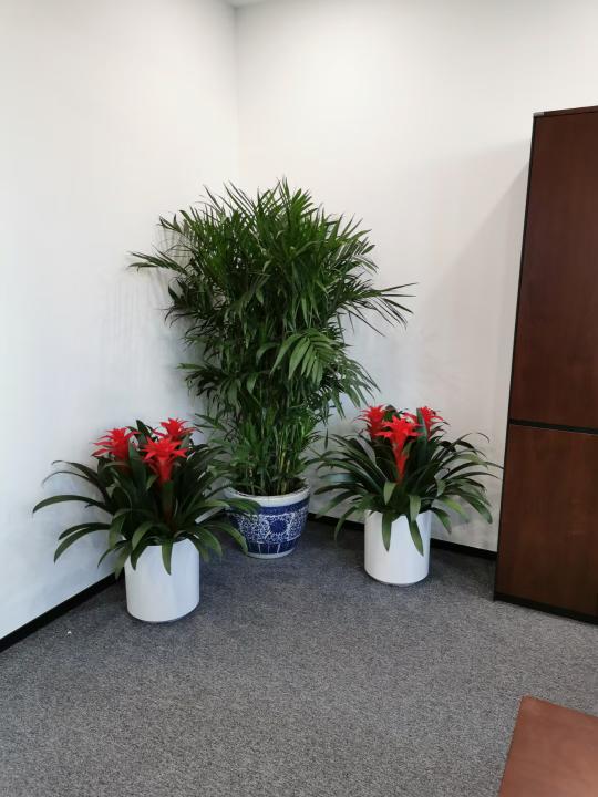 室內綠植租擺公司