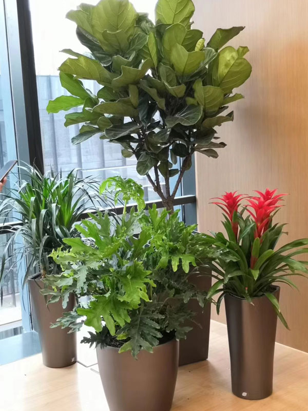 北京綠植租擺公司大興區綠植租擺公司醫藥基地綠植租擺公司