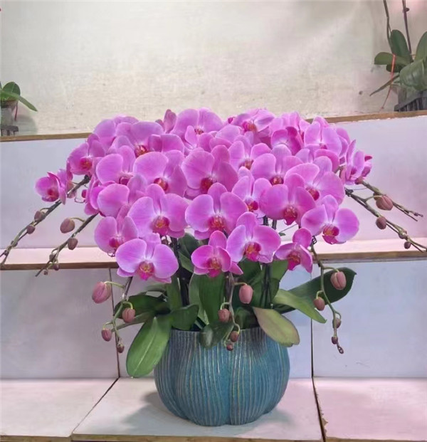 綠植租擺專業綠植租賃公司