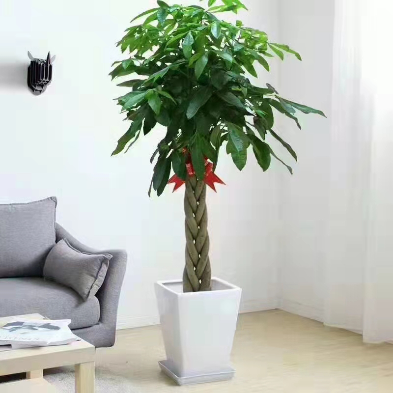 海淀區綠植租擺公司海淀區花卉租擺公司海淀區花卉租擺價格